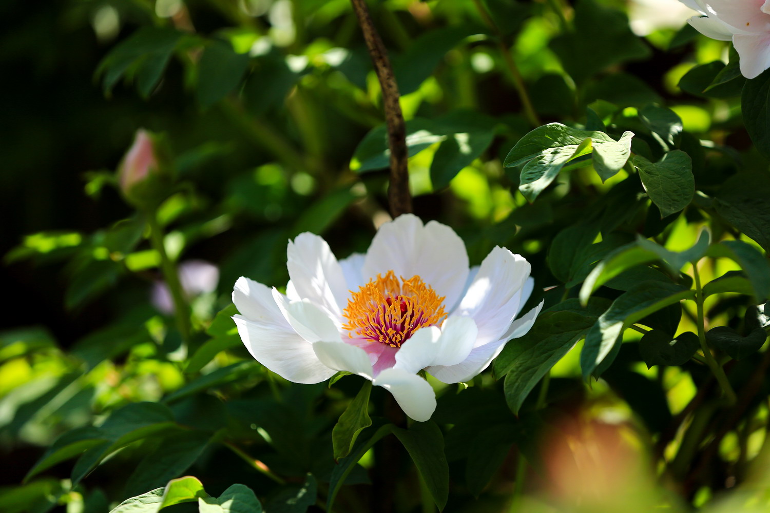 花开时节动校园（摄影：张兴华）